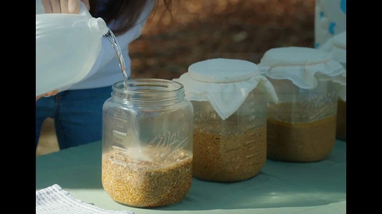 How to Ferment Chicken Feed (30-Day Results)